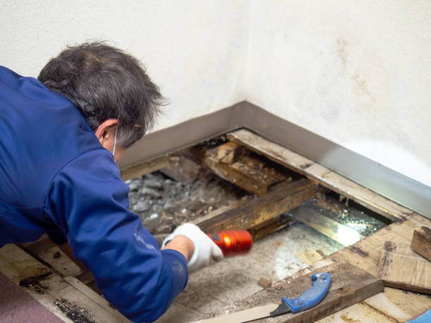 Mold Testing and Removal in Midfield, AL