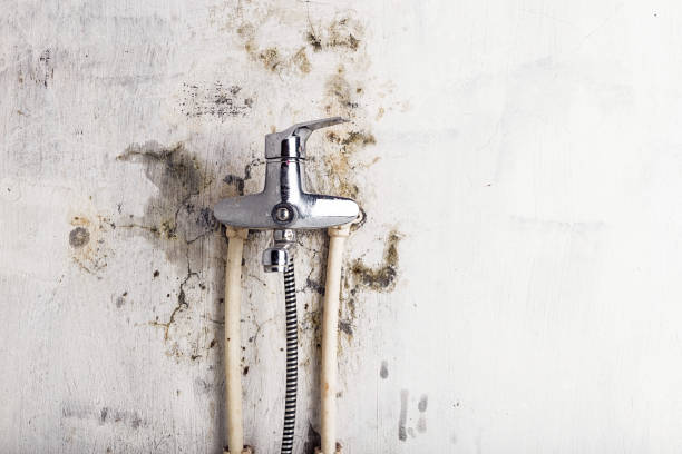 Best Black Mold Removal  in Midfield, AL