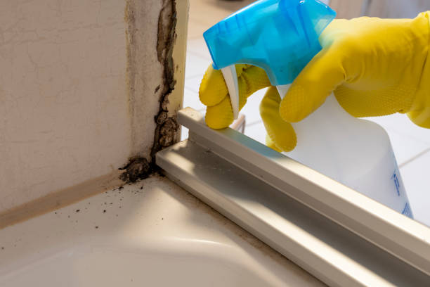 Best Local Mold Removal Service  in Midfield, AL