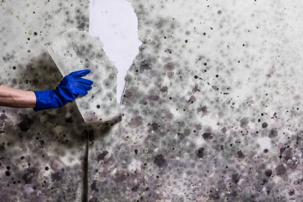 Best Local Mold Removal Service  in Midfield, AL